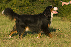 laufender Berner Sennenhund