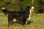 Berner Sennenhund