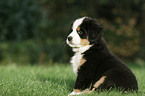 Berner Sennenhund Welpe