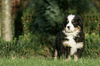 Berner Sennenhund Welpe