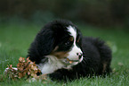 Berner Sennenhund Welpe