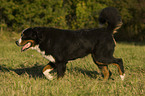 laufender Berner Sennenhund