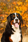 Berner Sennenhund Portrait