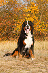 sitzender Berner Sennenhund