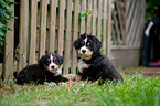 Berner Sennenhund Welpen