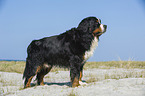 Berner Sennenhund