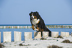 springender Berner Sennenhund