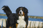 Berner Sennenhund Portrait