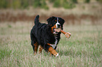 spielender Berner Sennenhund