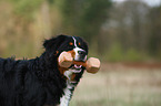 apportierender Berner Sennenhund