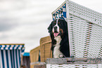 Berner Sennenhund Portrait