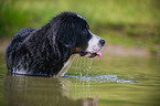 junger Berner Sennenhund