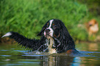 junger Berner Sennenhund