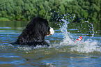 junger Berner Sennenhund