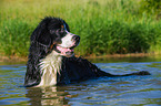 junger Berner Sennenhund