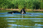 junger Berner Sennenhund