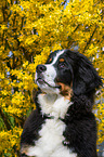 junger Berner Sennenhund