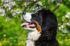junger Berner Sennenhund