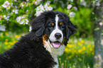 junger Berner Sennenhund