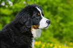 junger Berner Sennenhund