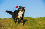 apportierender Berner Sennenhund