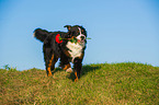 apportierender Berner Sennenhund