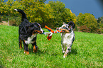 spielende Hunde