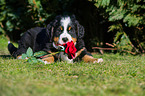 Berner Sennenhund Welpe