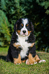 Berner Sennenhund Welpe