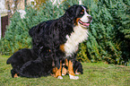 Berner Sennenhunde