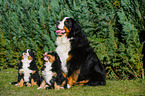 Berner Sennenhunde