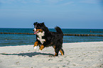 rennender Berner Sennenhund