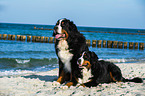 2 Berner Sennenhunde