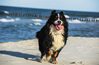 rennender Berner Sennenhund