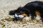 liegender Berner Sennenhund