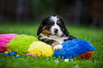Berner Sennenhund Welpe