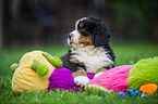 Berner Sennenhund Welpe