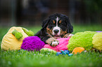 Berner Sennenhund Welpe