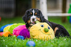 Berner Sennenhund Welpe