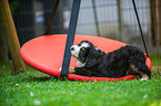 Berner Sennenhund Welpe
