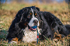 Berner Sennenhund mit Ball