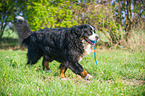 spielender Berner Sennenhund