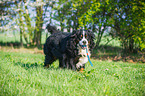 spielender Berner Sennenhund