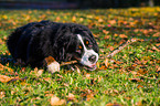 liegender Berner Sennenhund