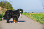 Berner Sennenhund