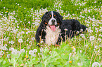 Berner Sennenhund