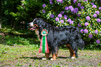 Berner Sennenhund