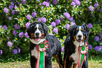 2 Berner Sennenhunde