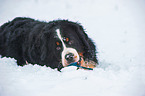 liegender Berner Sennenhund