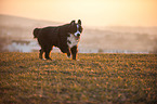 rennender Berner Sennenhund